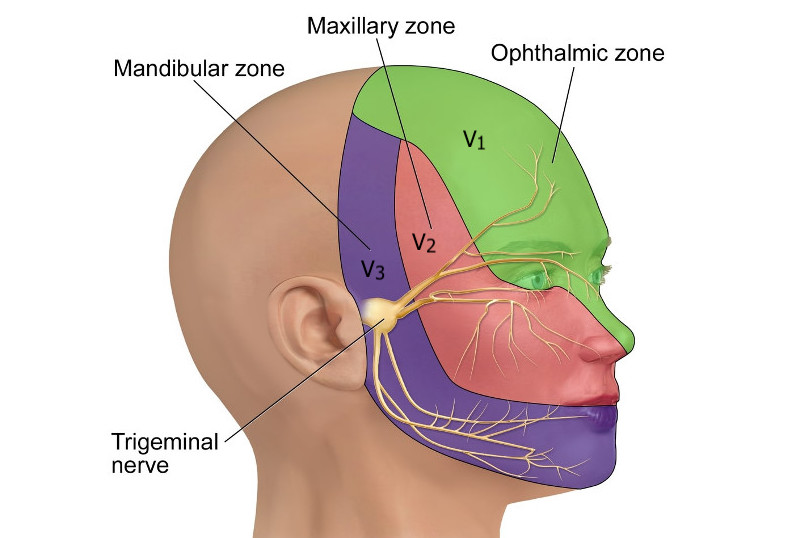 trigeminal nerve divisions